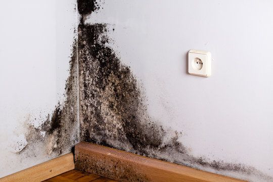 Black mold spreading across an interior drywall surface during a home mold remediation inspection