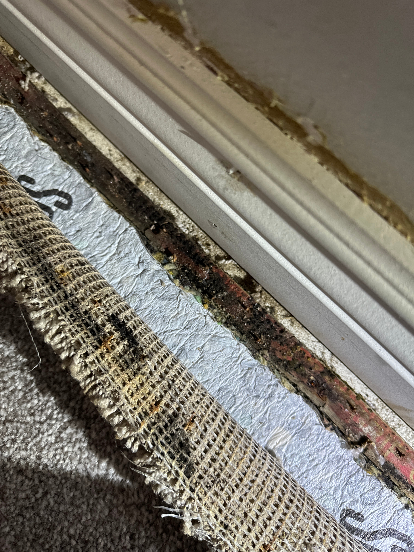Certified inspector checking a Wichita home for mold