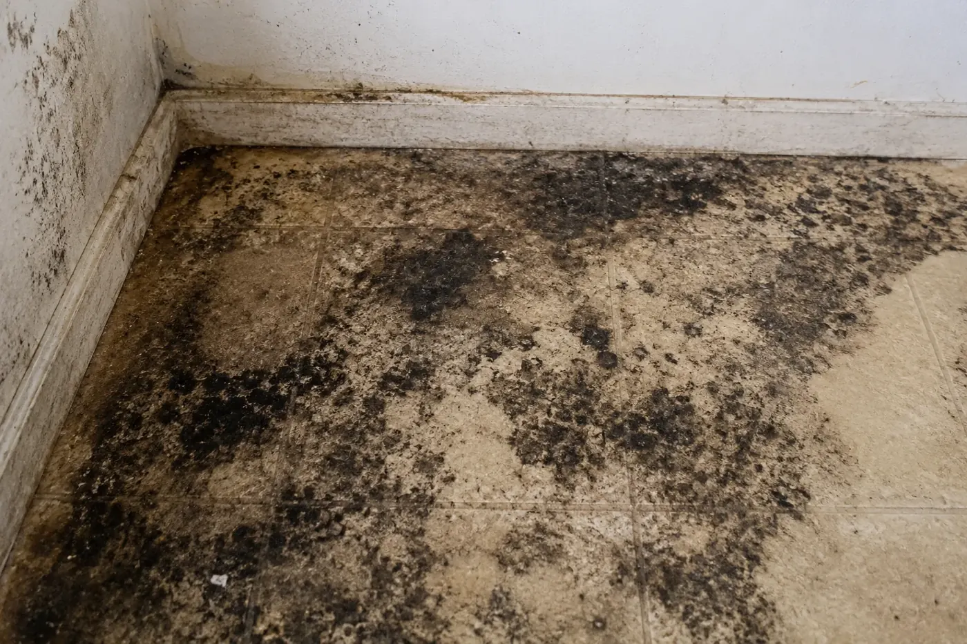 Floor and baseboards covered in extensive black mold growth before Vortex remediation