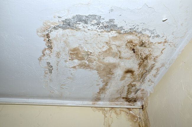 Real Wichita case study: identifying and getting rid of mold during a Vortex mold inspection